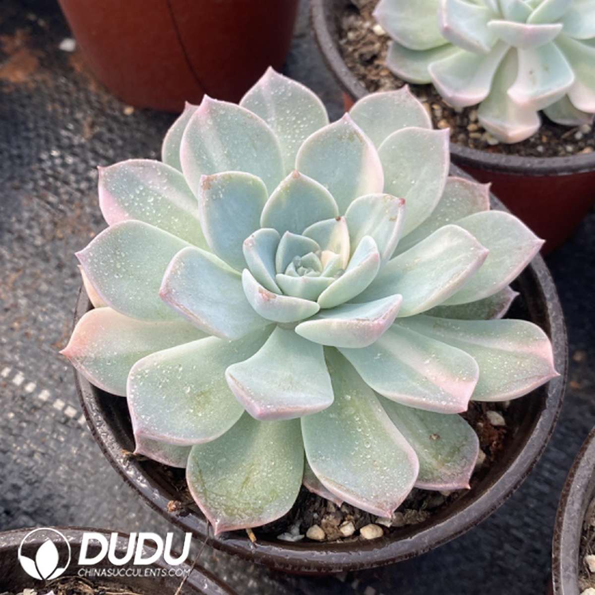 09776D110201.jpg Echeveria Anna - 画像 (1)