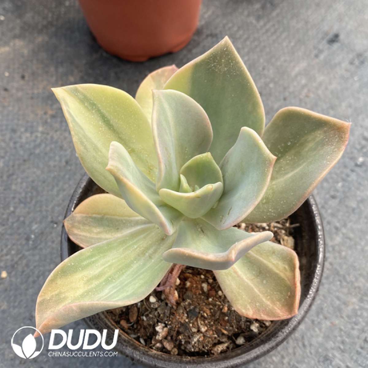 09778D120201.jpg Echeveria Crane Variegated - 画像 (1)