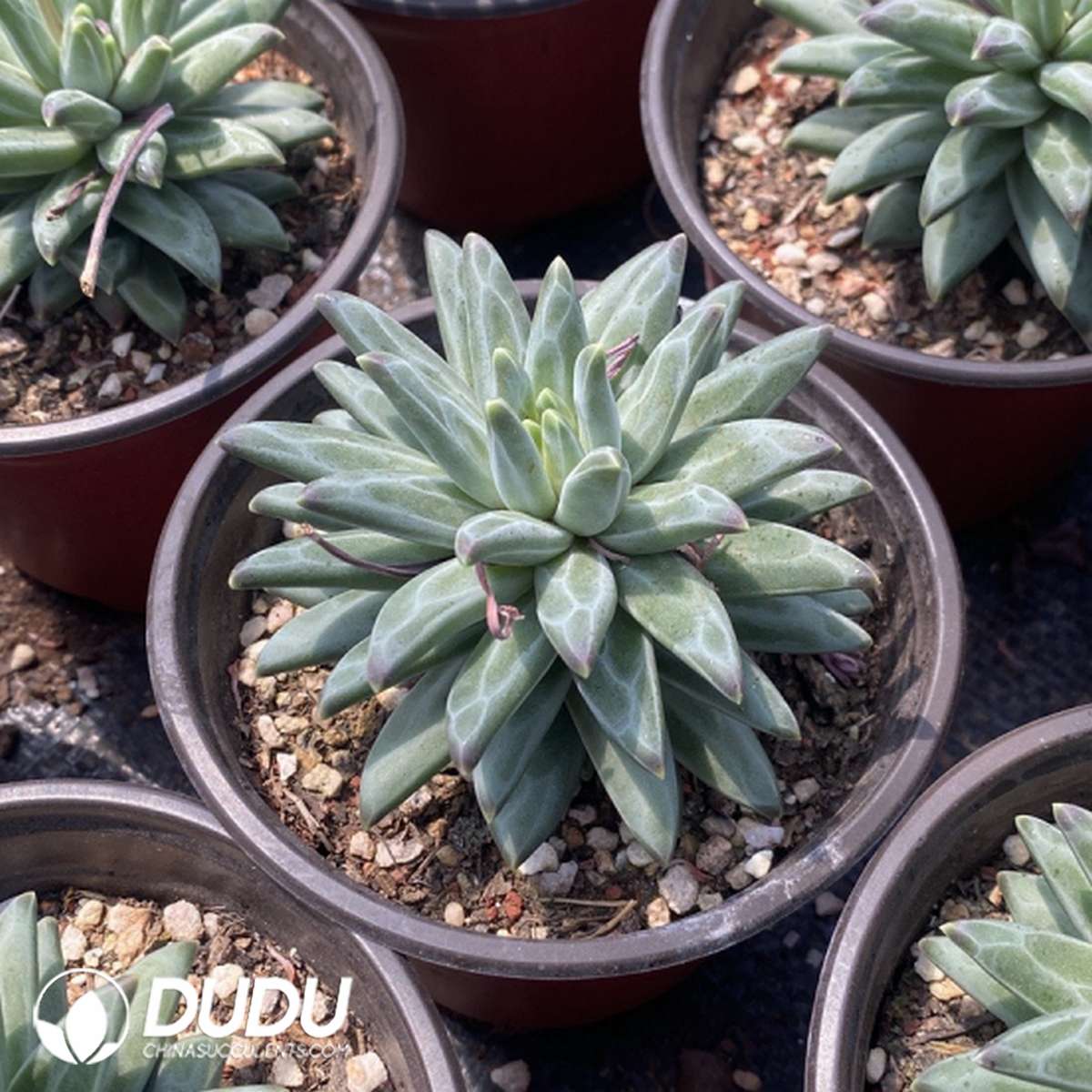 09788D110201.jpg Pachyphytum Ulala - 画像 (1)