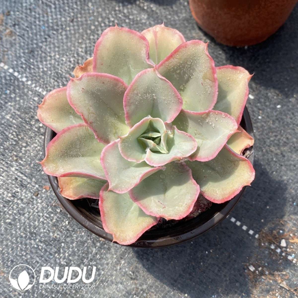 09790D120201.jpg Echeveria Finkel - 画像 (1)