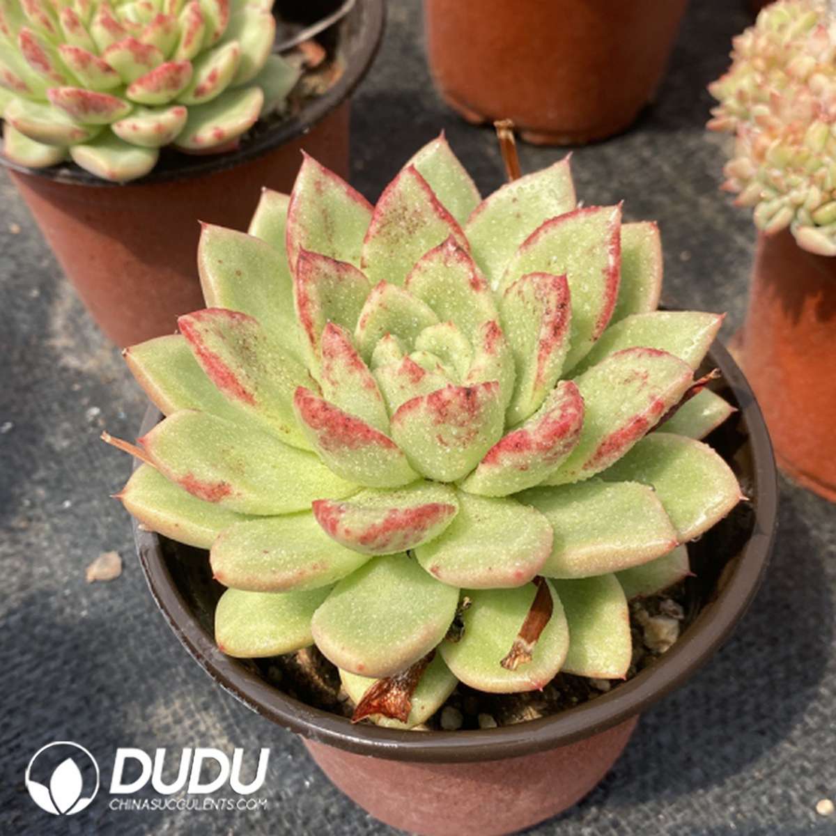 09791D110201.jpg Echeveria Puli-lindsayana - 画像 (1)