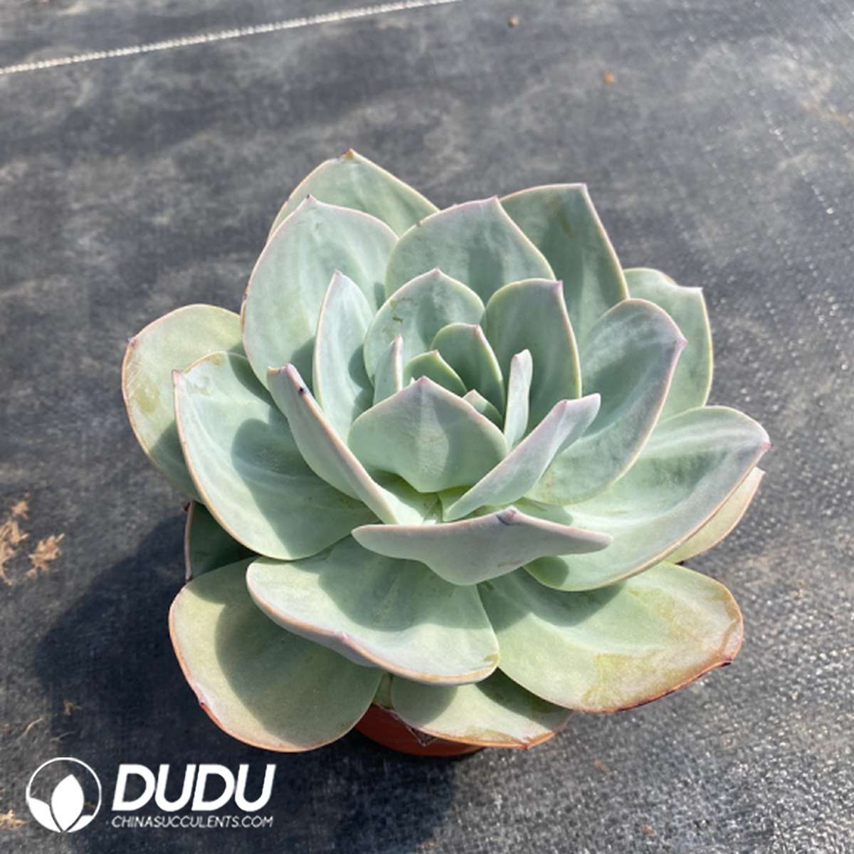 09793D140201.jpg Echeveria Hakuhou - 画像 (1)
