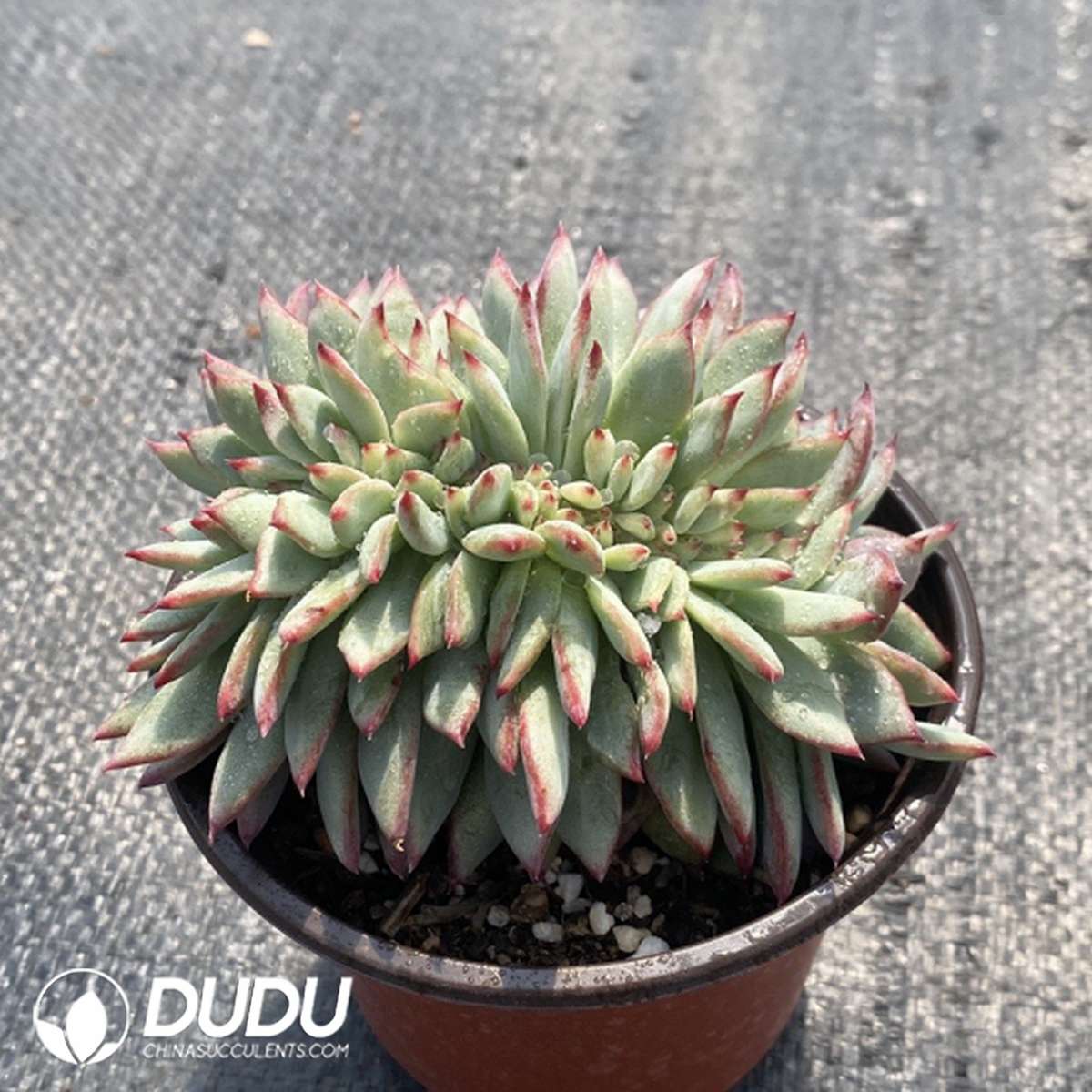 09797D110201.jpg Echeveria Latam Cristata - 画像 (1)