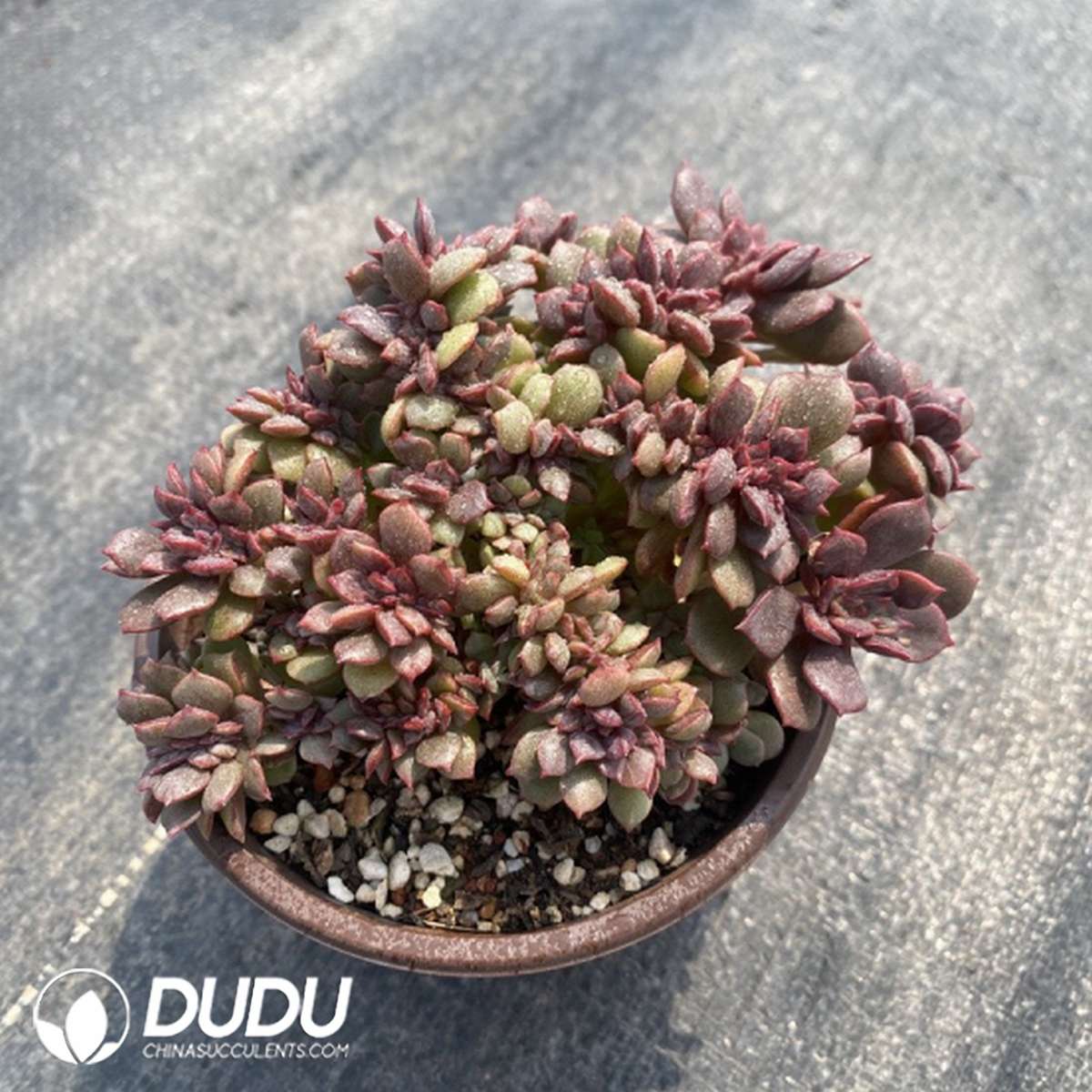 09798D120201.jpg Echeveria Dahongpao Cristata - 画像 (1)