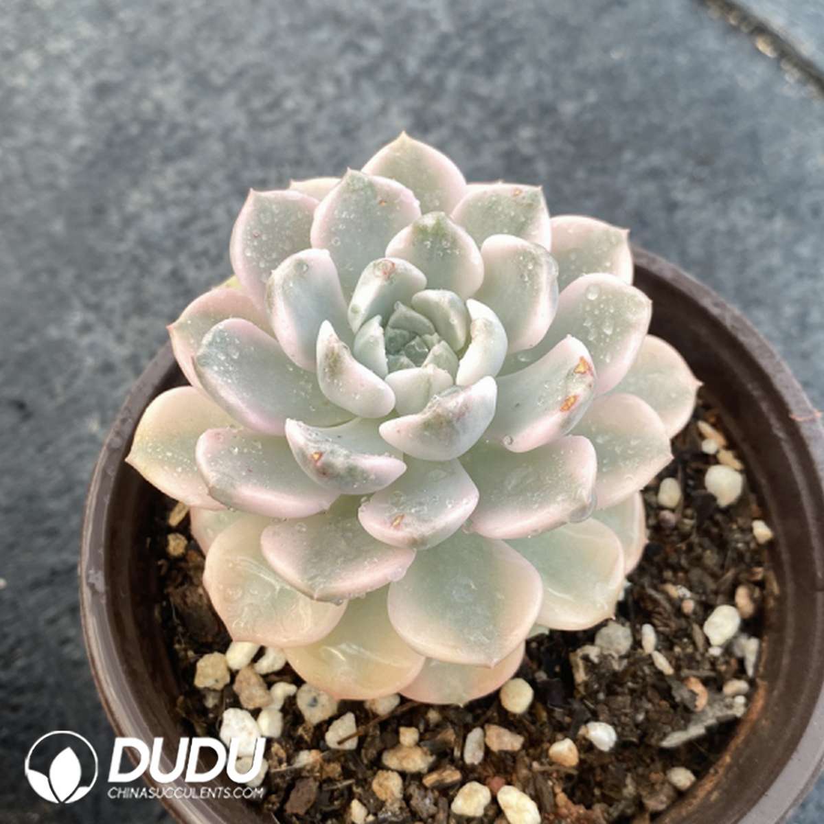 09800D110201-1.jpg Echeveria Buou - 画像 (1)