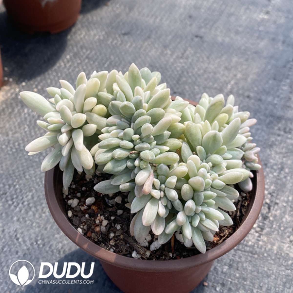 09802D110201.jpg Echeveria Drunken Beauty Variegated - 画像 (1)