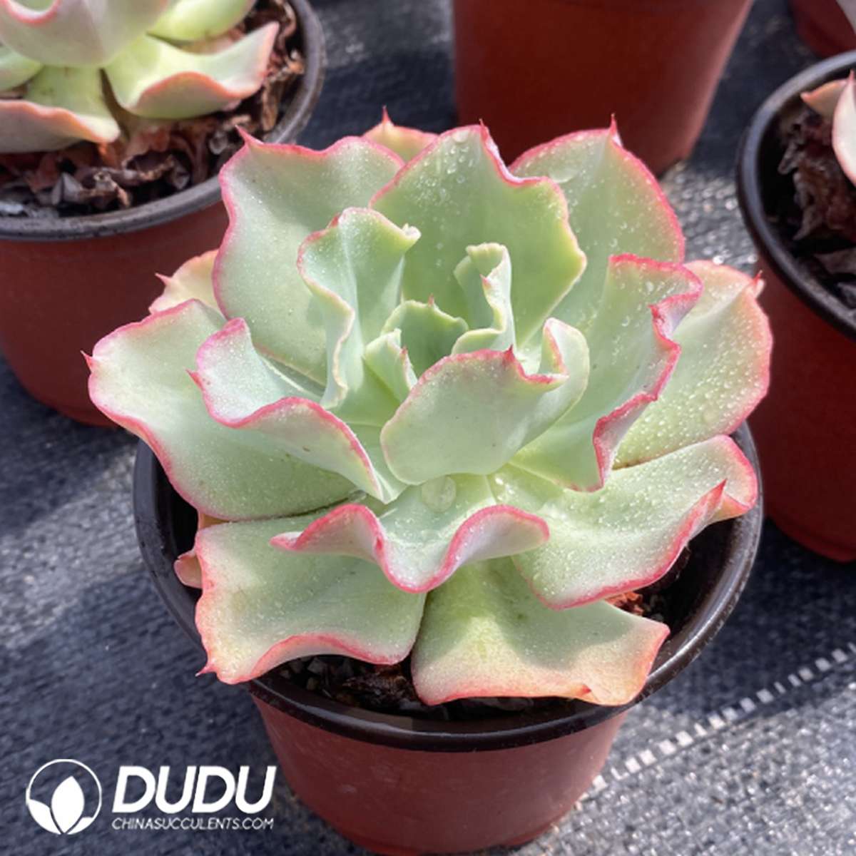09803D120201.jpg Echeveria Tsunami Hybrid - 画像 (1)