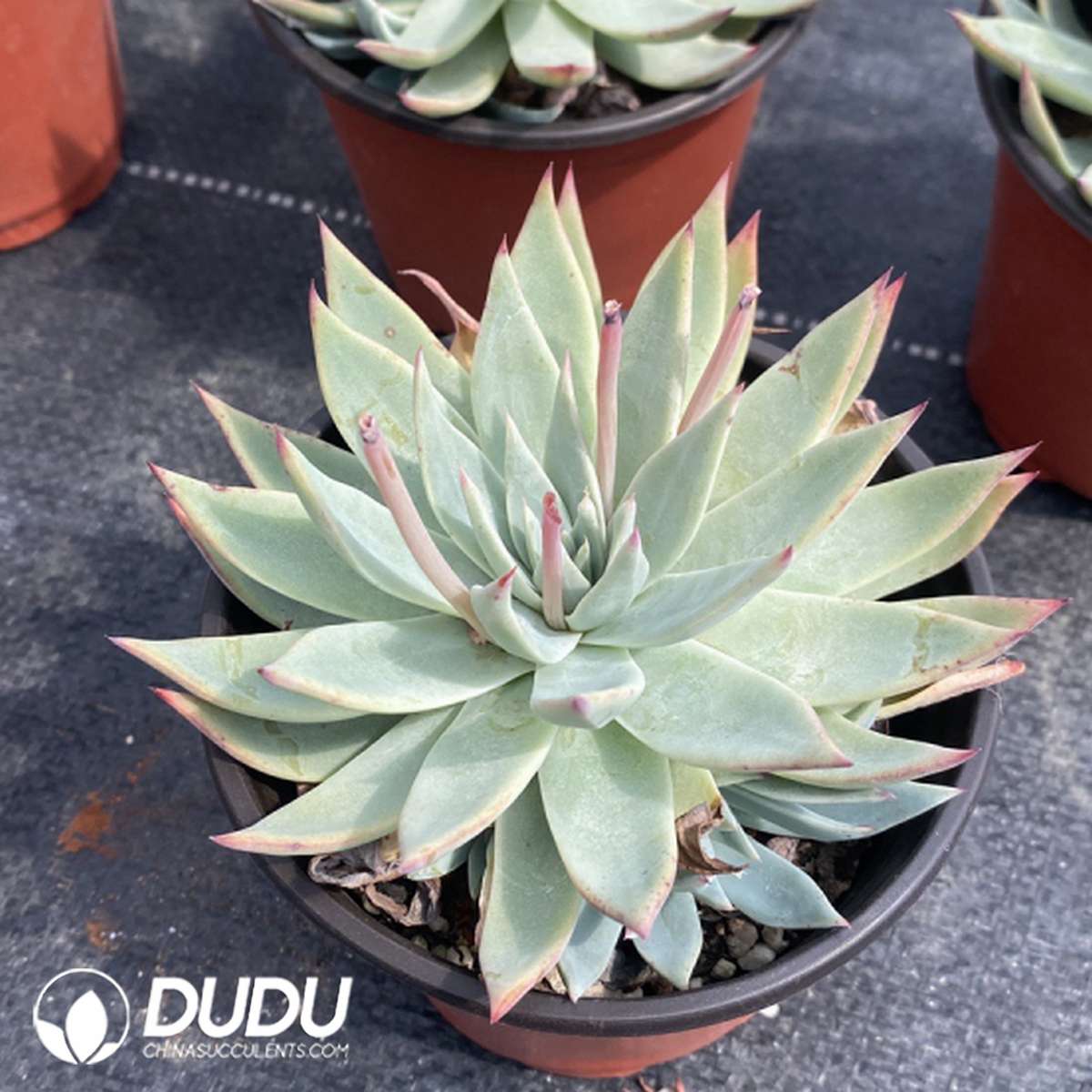 09804D120201.jpg Echeveria Fairy Cup Hybrid - 画像 (1)