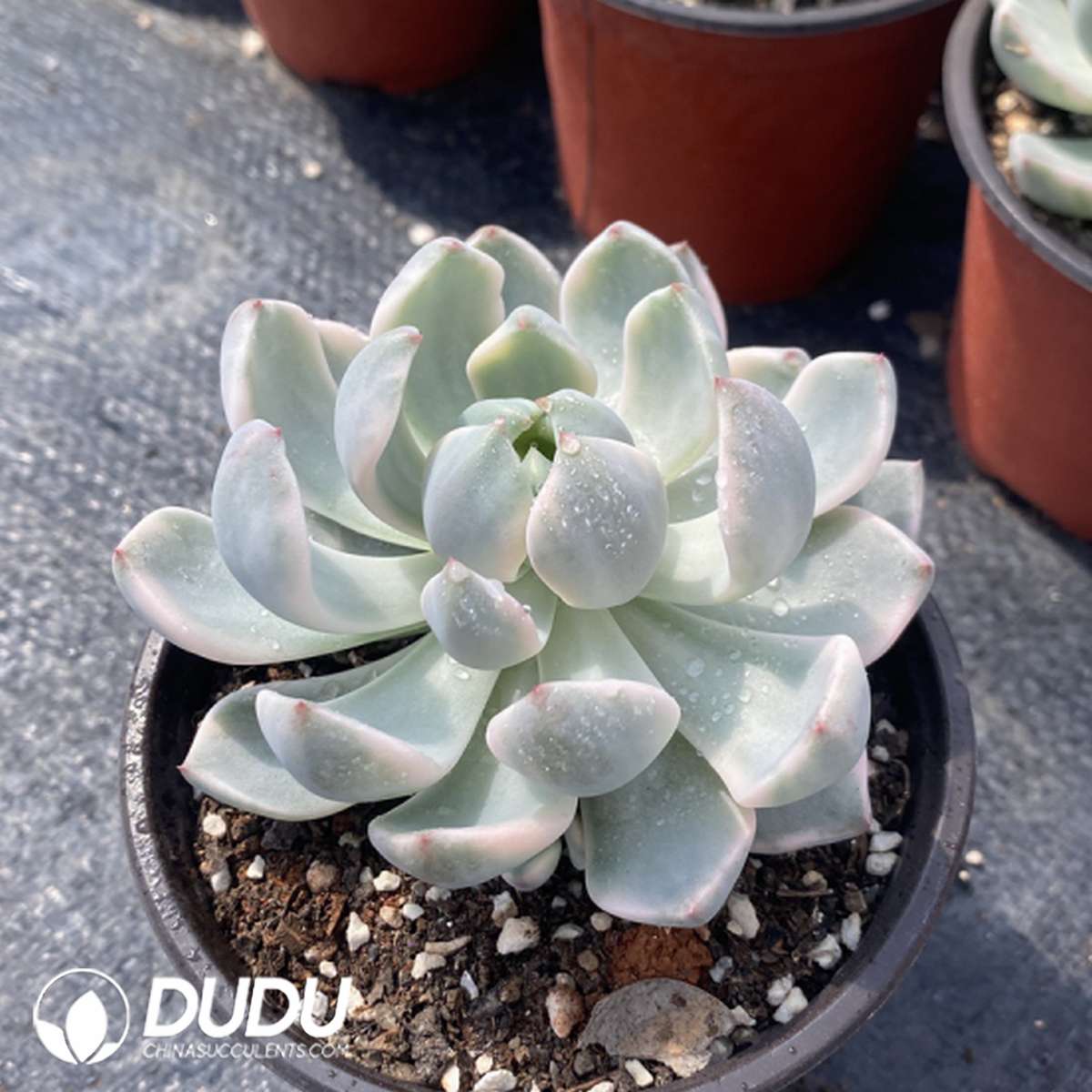 09805D110201.jpg Echeveria Pink Beauty - 画像 (1)