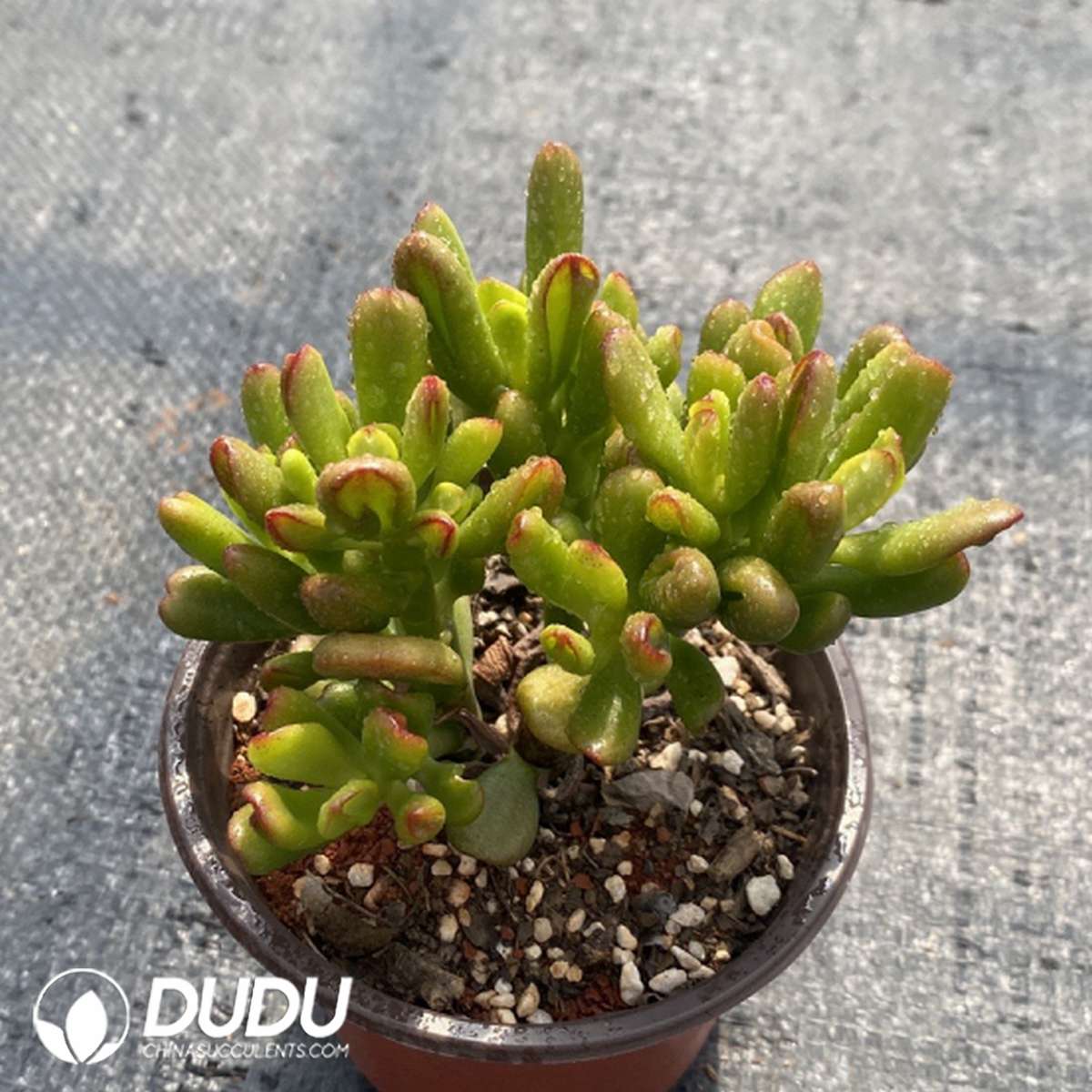 09808D110201.jpg Crassula Maneki-Neko - 画像 (1)