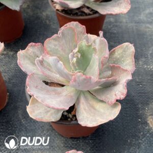 エンパス錦　Echeveria empas variegated エケベリア 錦 – タニク-多肉植物の輸出卸売、高品質で低価格な多肉