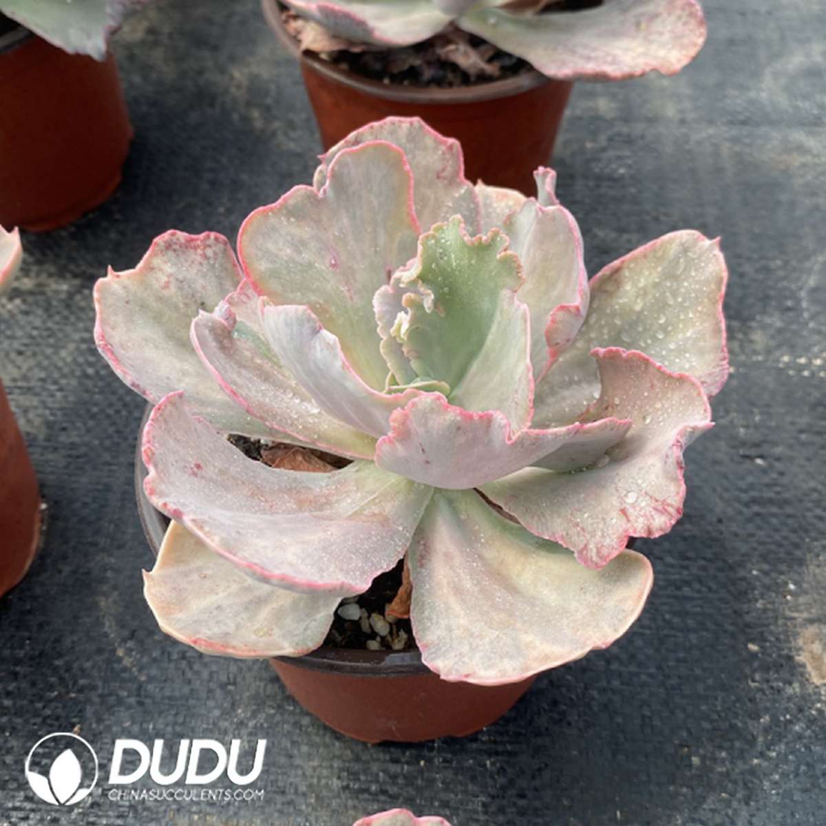 09809D120201.jpg Echeveria Ptom Monstrose Variegated - 画像 (1)
