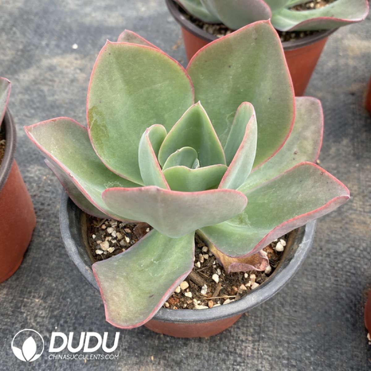 09810D120201.jpg Echeveria Ice And Flame - 画像 (1)
