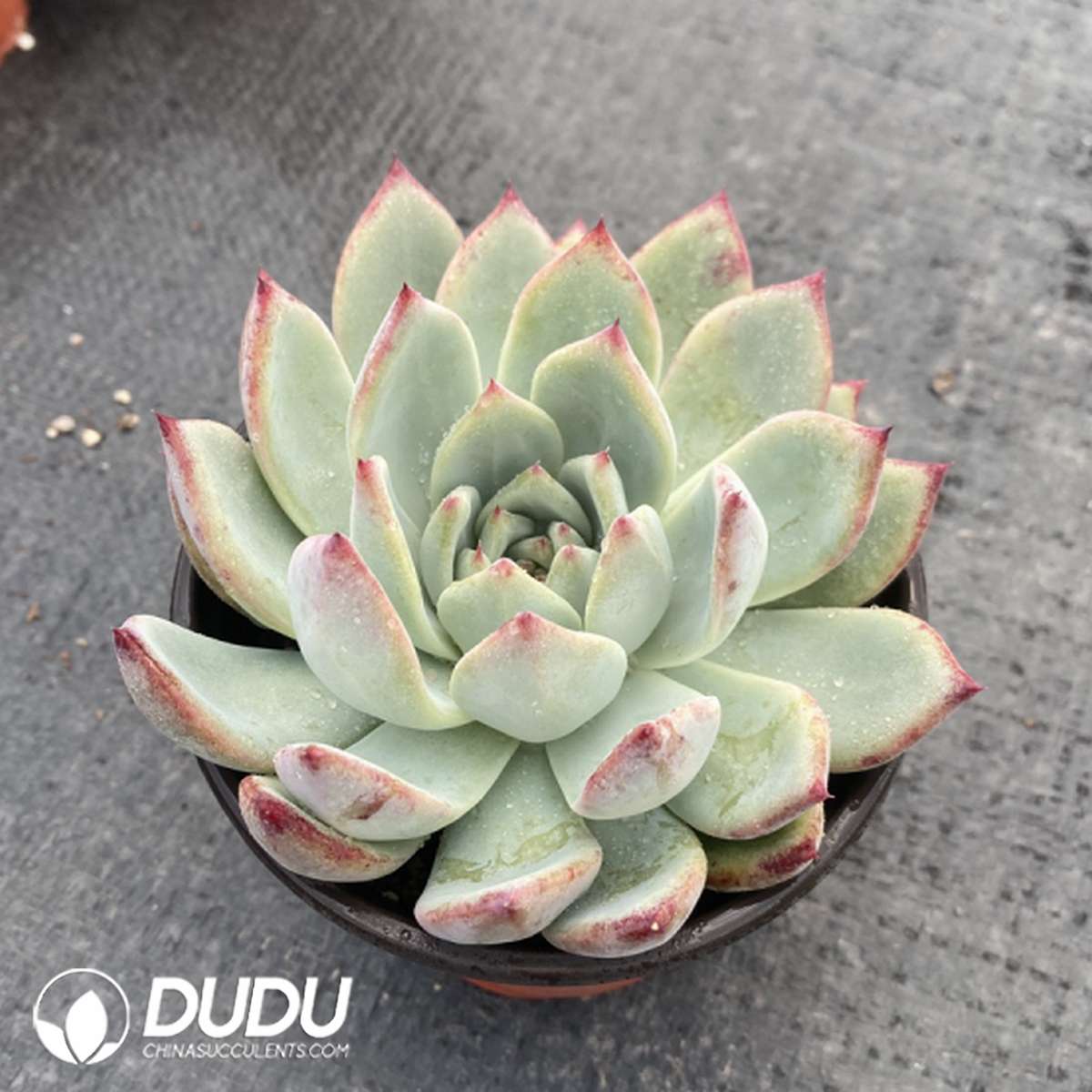 09811D120201.jpg Echeveria Latam - 画像 (1)