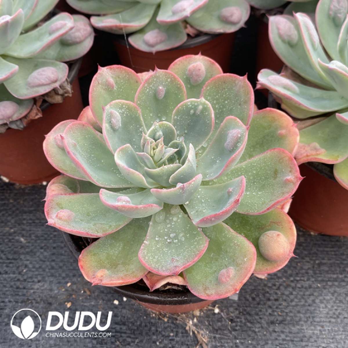 09812D120201.jpg Echeveria Rain Drops - 画像 (1)