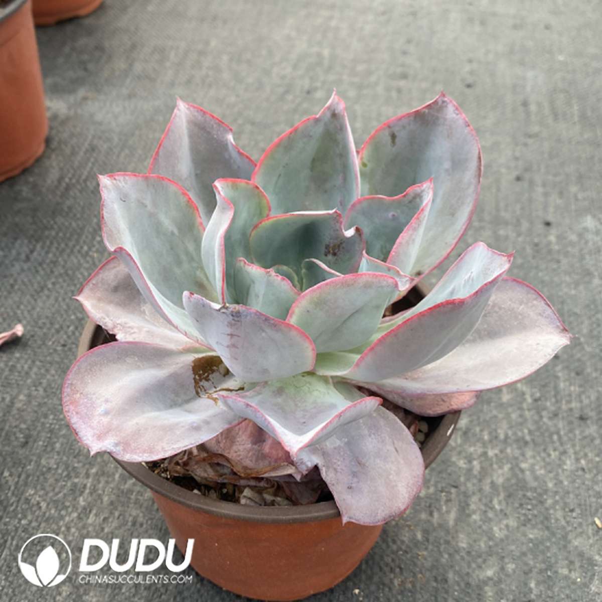 09813D110201.jpg Echeveria Kennedy - 画像 (1)