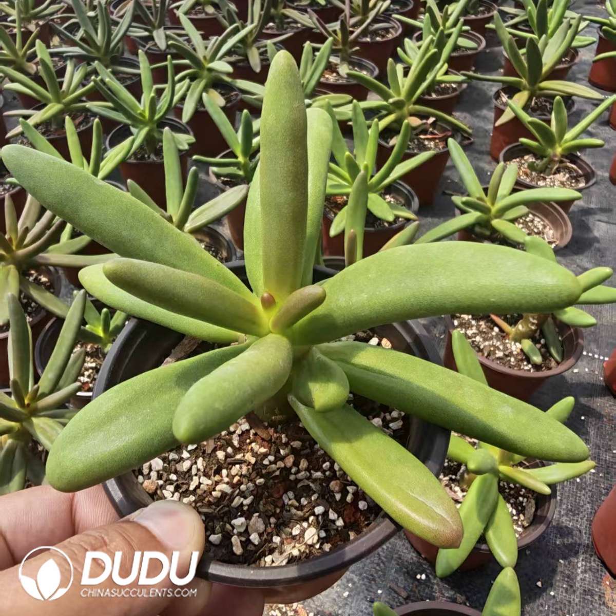 09815D120201.jpg Pachyphytum Coconut Tree - 画像 (1)