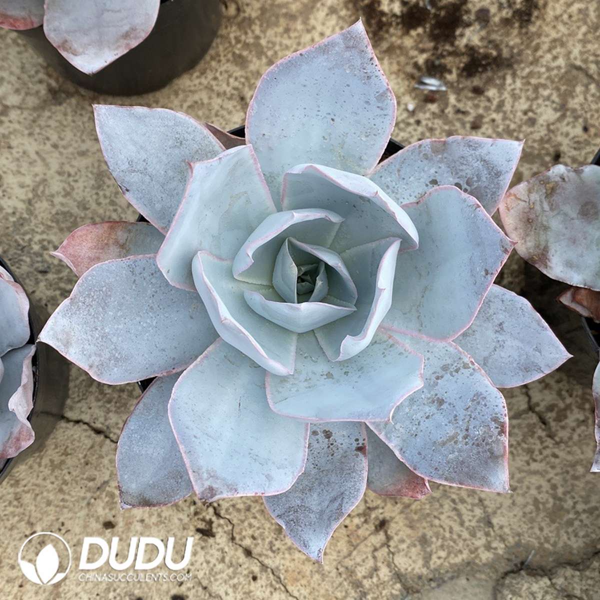 09817D110201.jpg Echeveria cante - 画像 (1)