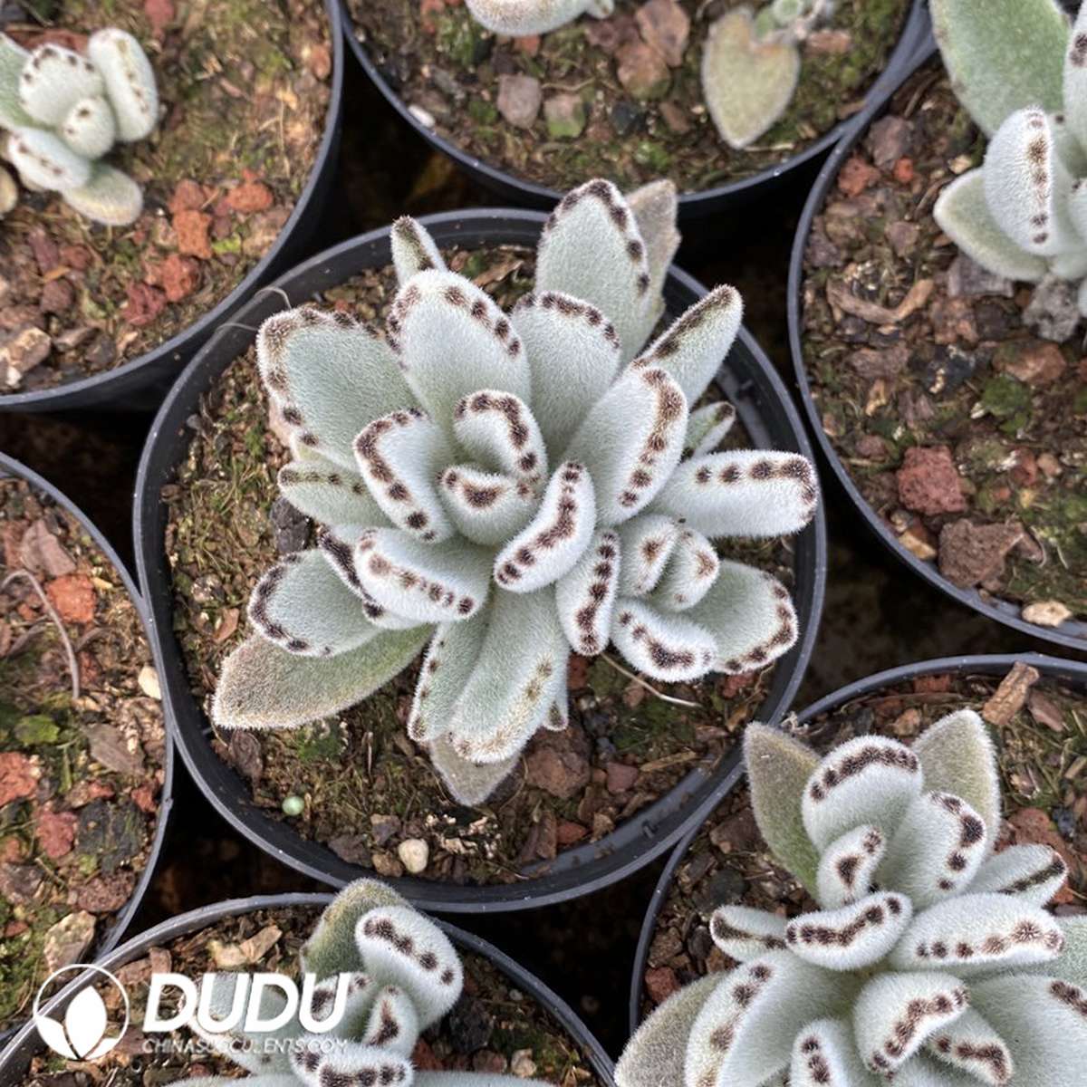 09823D110201.jpg Kalanchoe tomentosa - 画像 (1)