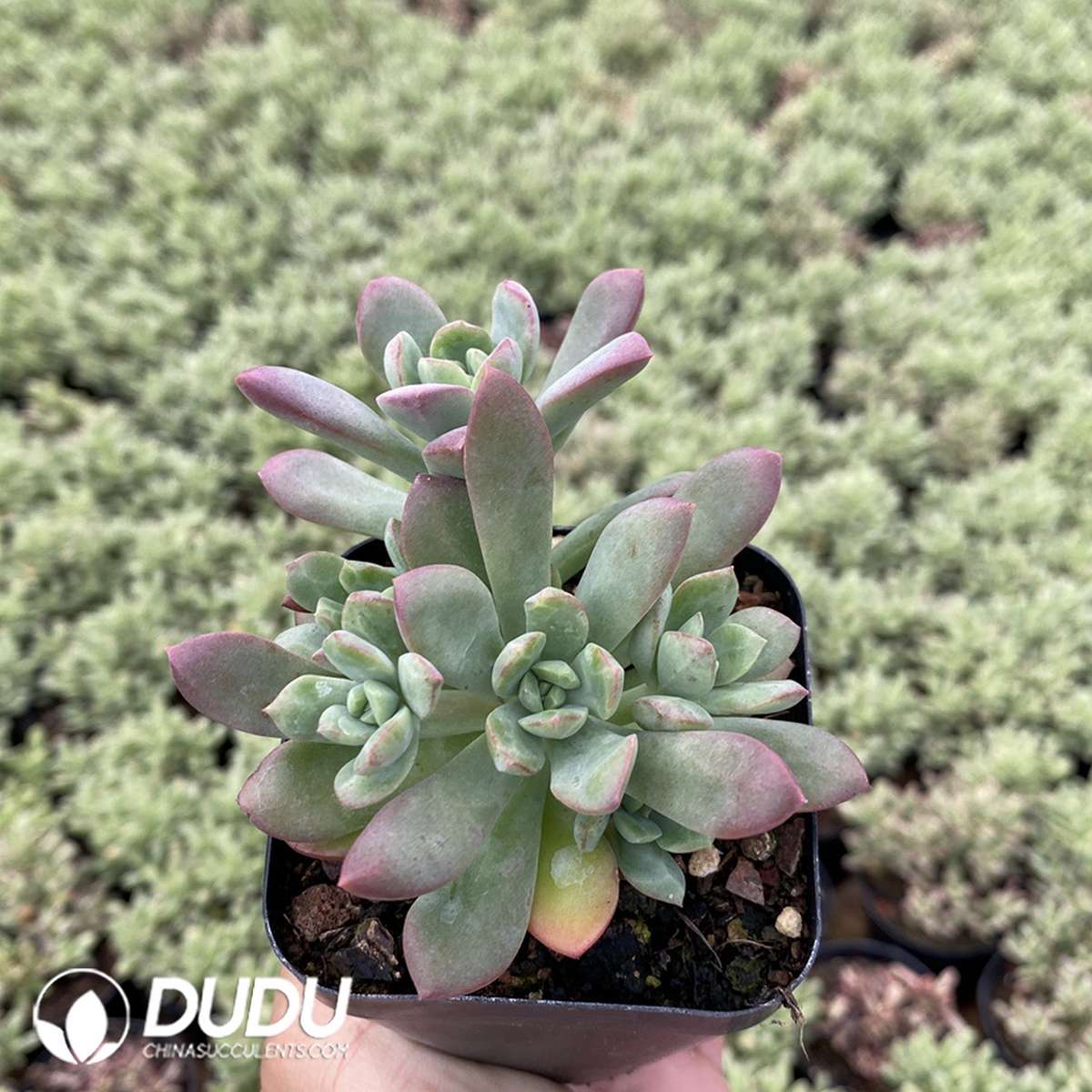 09824D60201.jpg Echeveria macdougallii - 画像 (1)