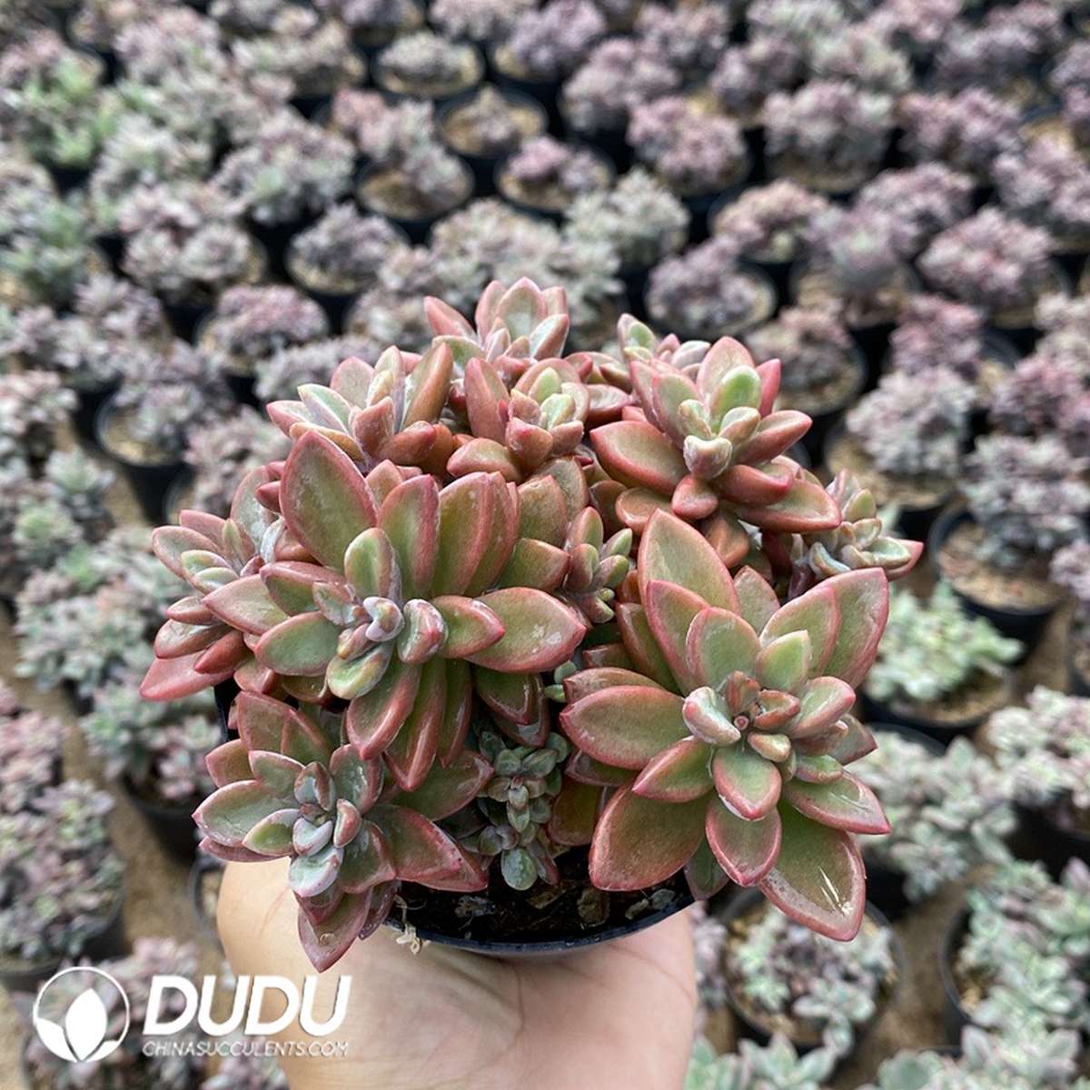 09825D110201.jpg Echeveria Purple Core - 画像 (1)