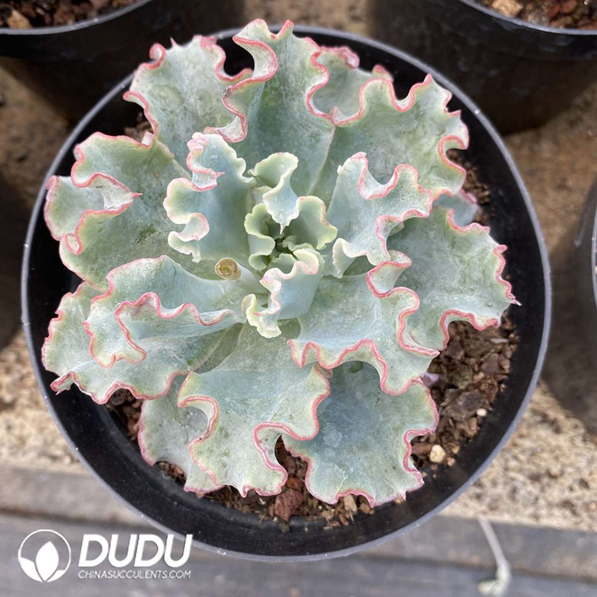 09826D110201.jpg Echeveria Aquarius - 画像 (1)