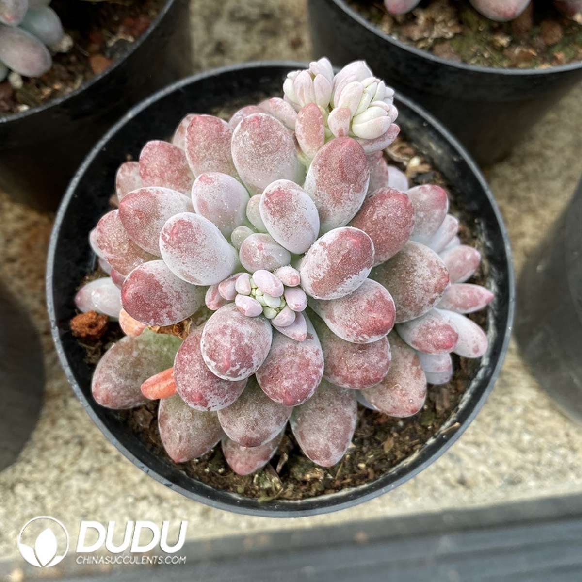 09827D110201.jpg Sedum Sugar Bean - 画像 (1)