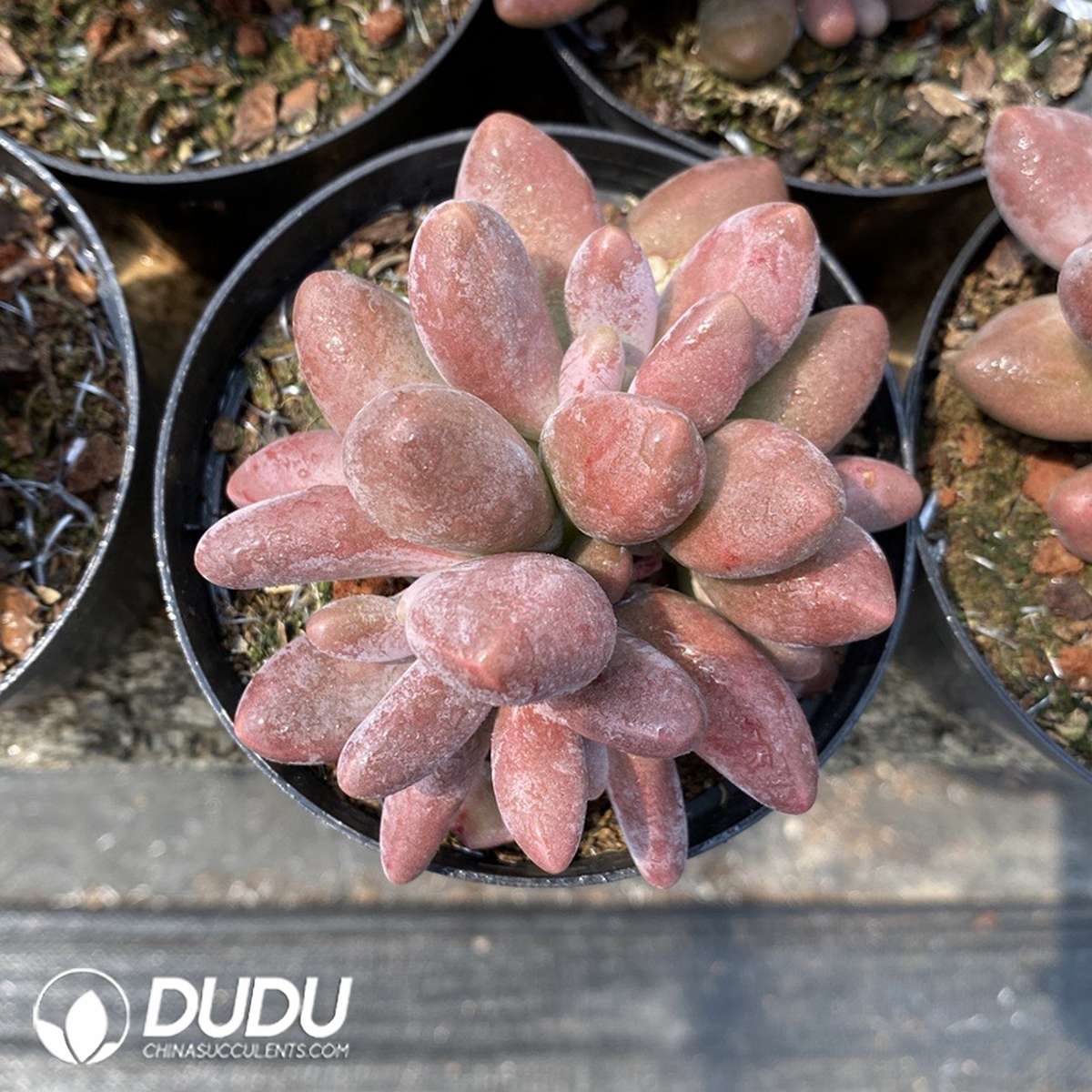 09828D110201.jpg Echeveria Candy Angel - 画像 (1)