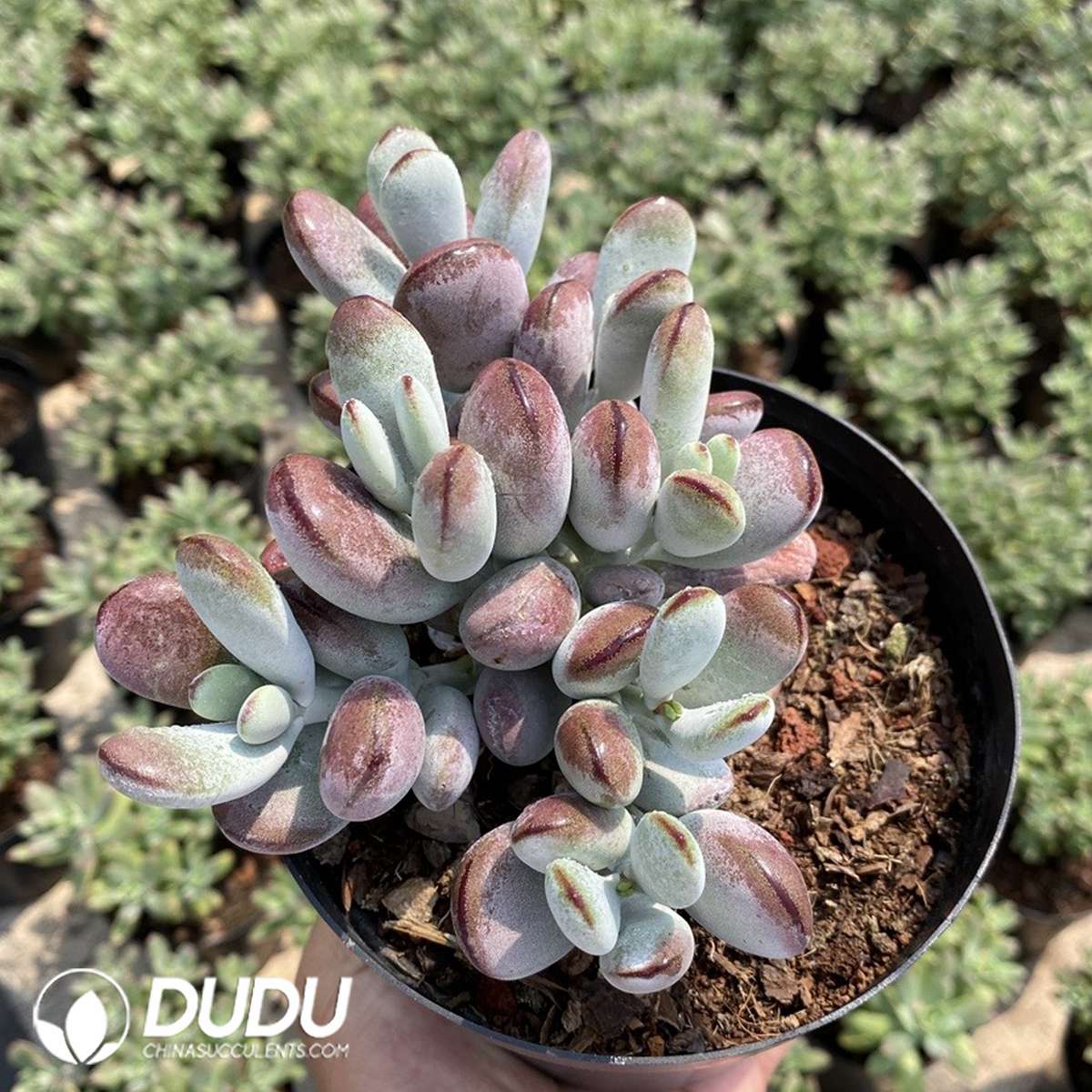 09829D110201.jpg Echeveria macdougallii - 画像 (1)