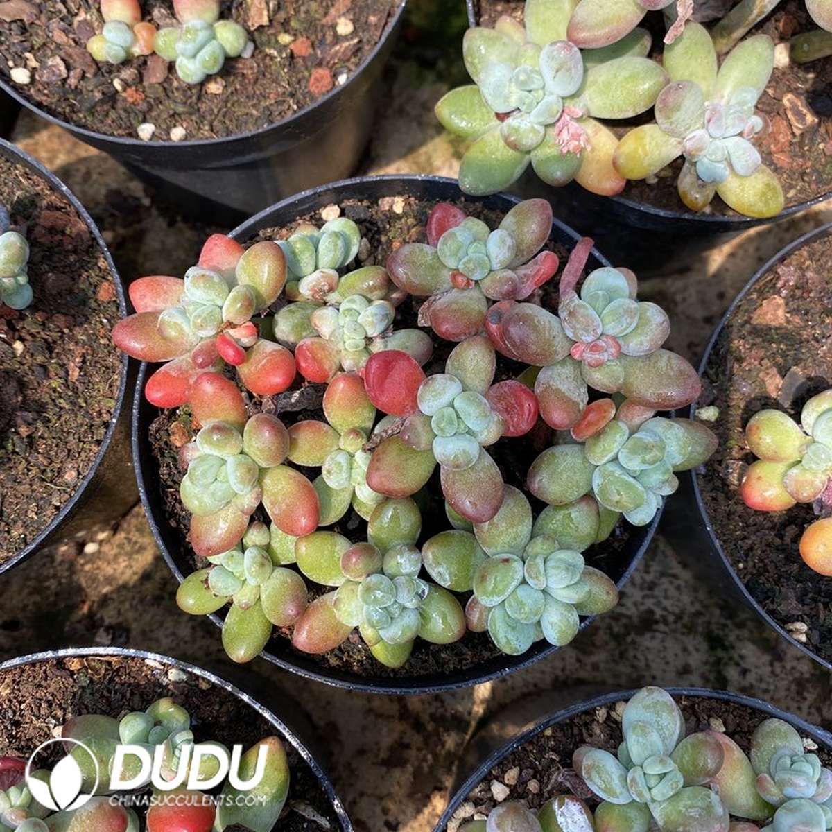 09830D110201.jpg Pachyphytum Apple Milk Clustering - 画像 (1)