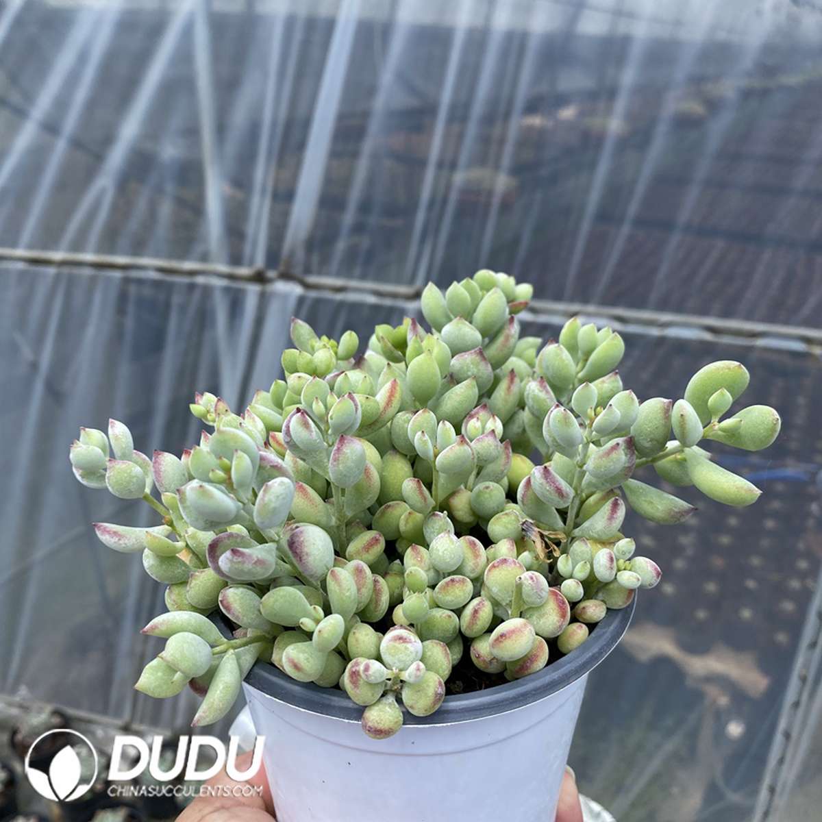 09834D90201.jpg Cotyledon Pendens - 画像 (1)
