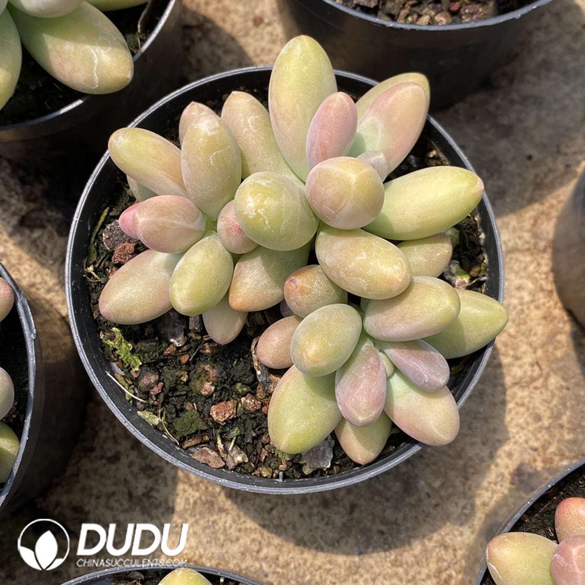 Pachyphytum Candy Beauty