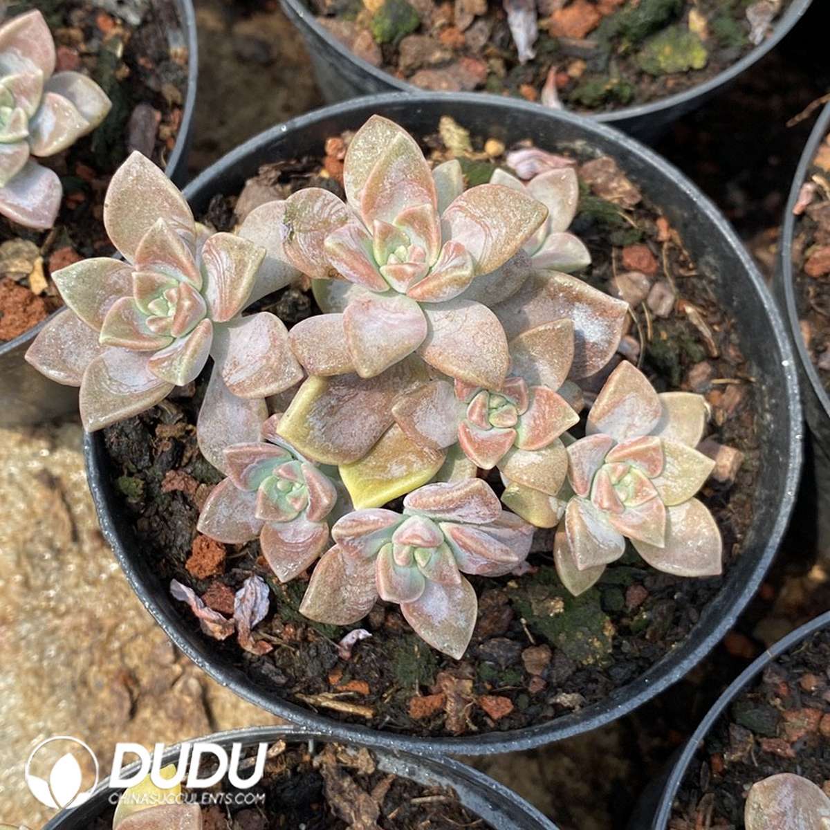 Graptopetalum Purple Haze