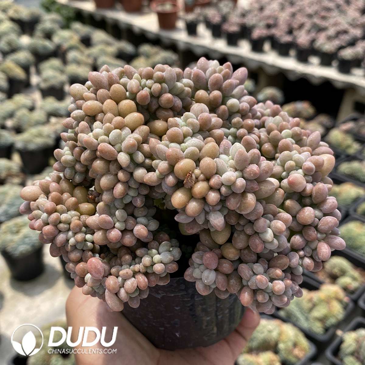 Graptopetalum Tangyuan Cristata