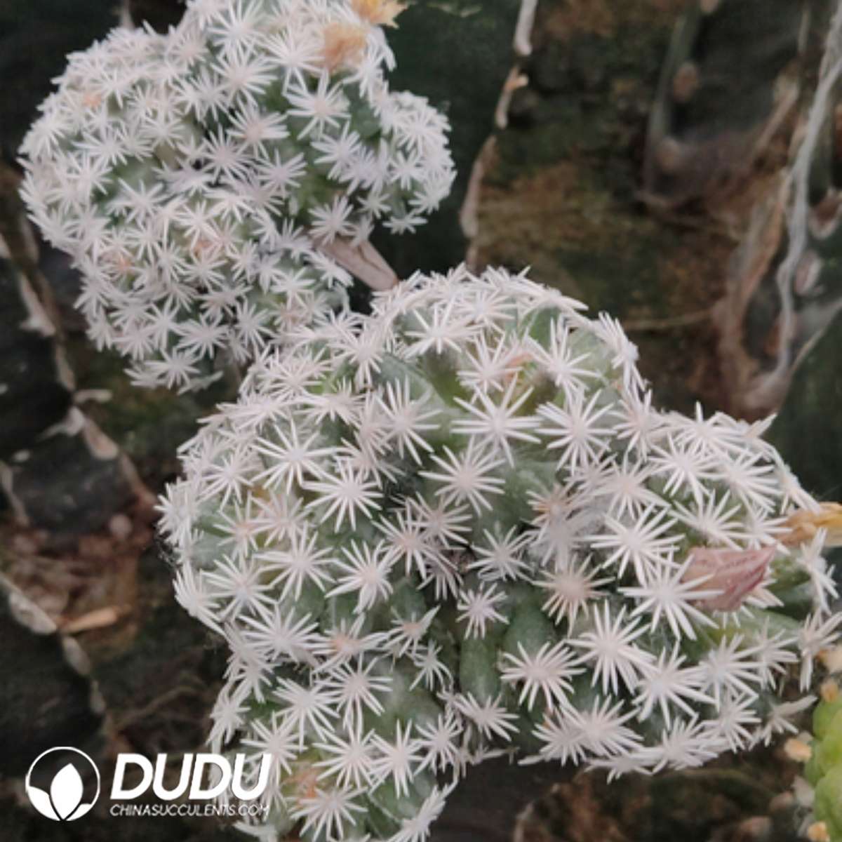 (Grafted) Escobaria Abdita