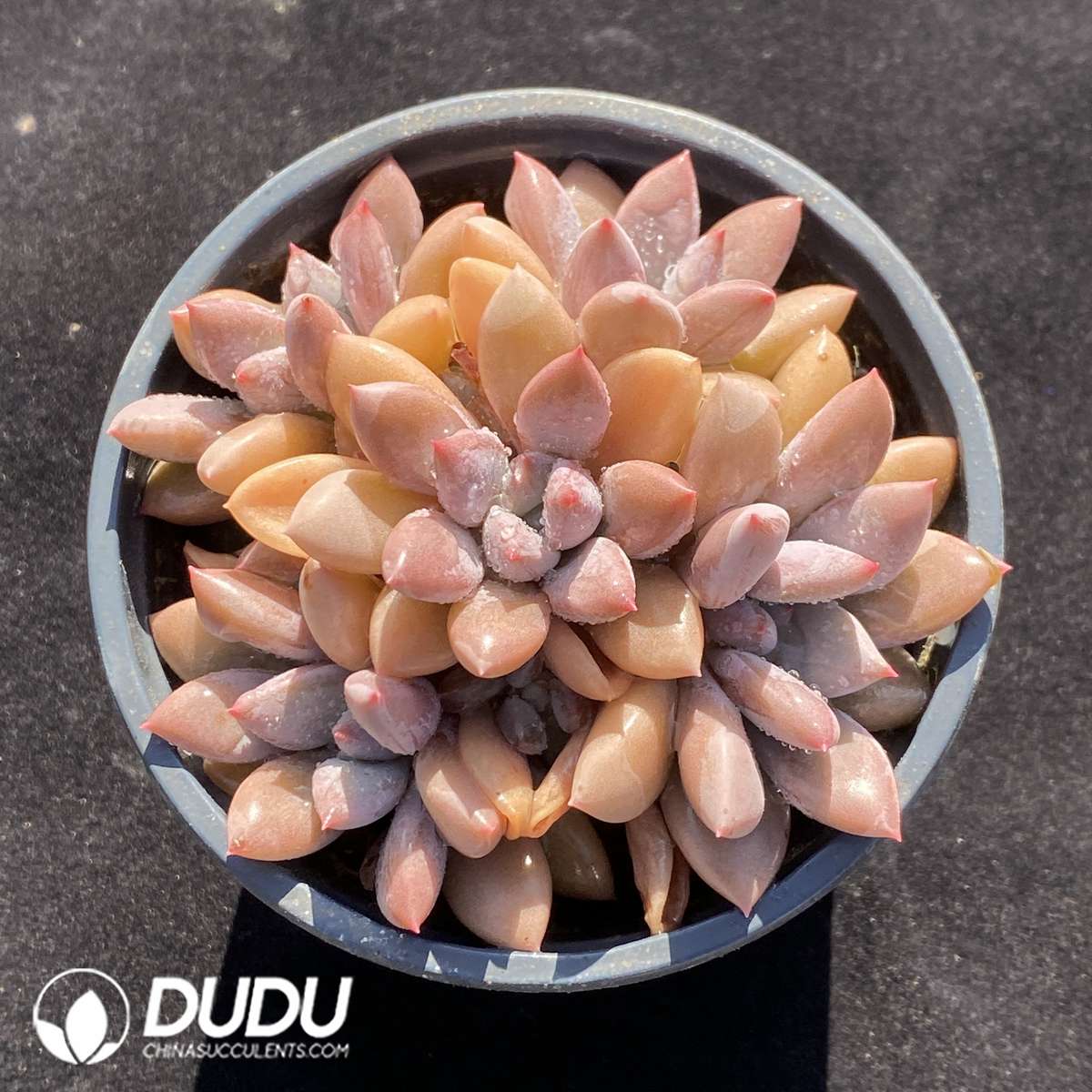 Graptopetalum Sunset Red Clustering