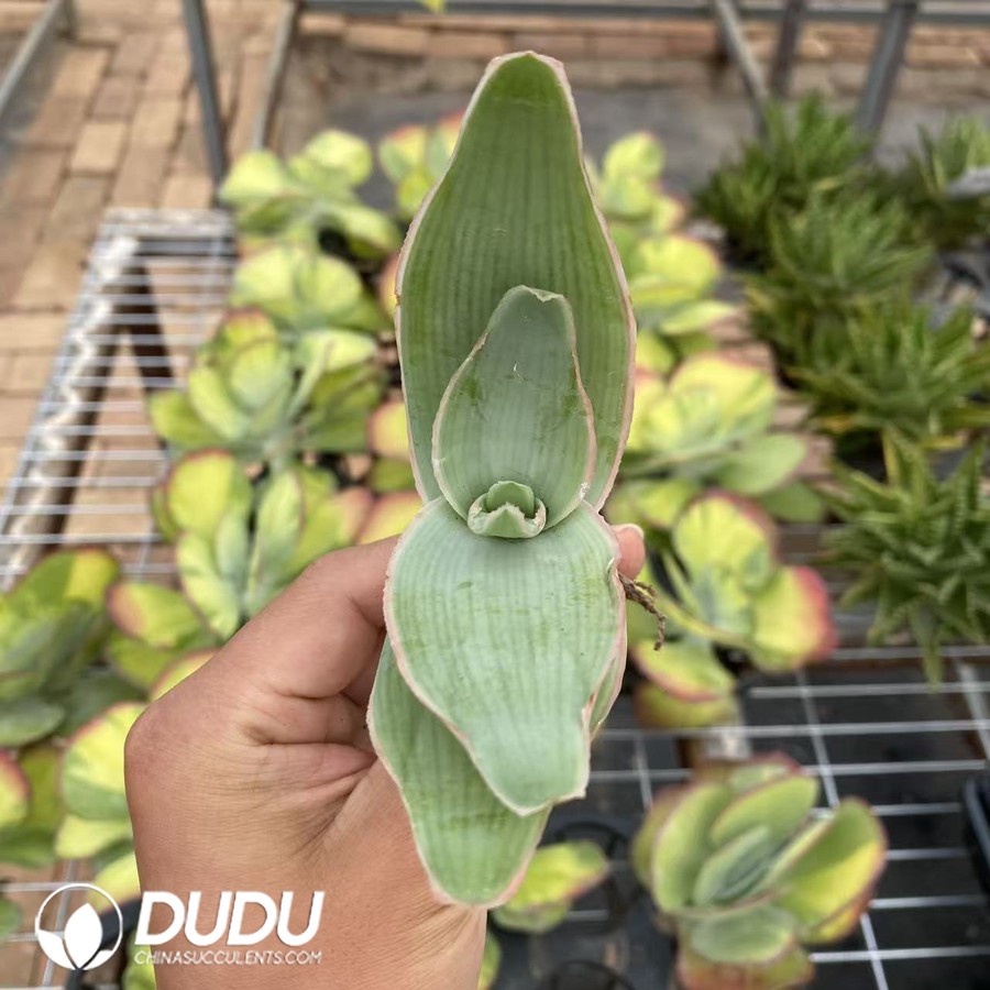 00939D70.jpg Aloe Yinfang Variegated - 画像 (1)