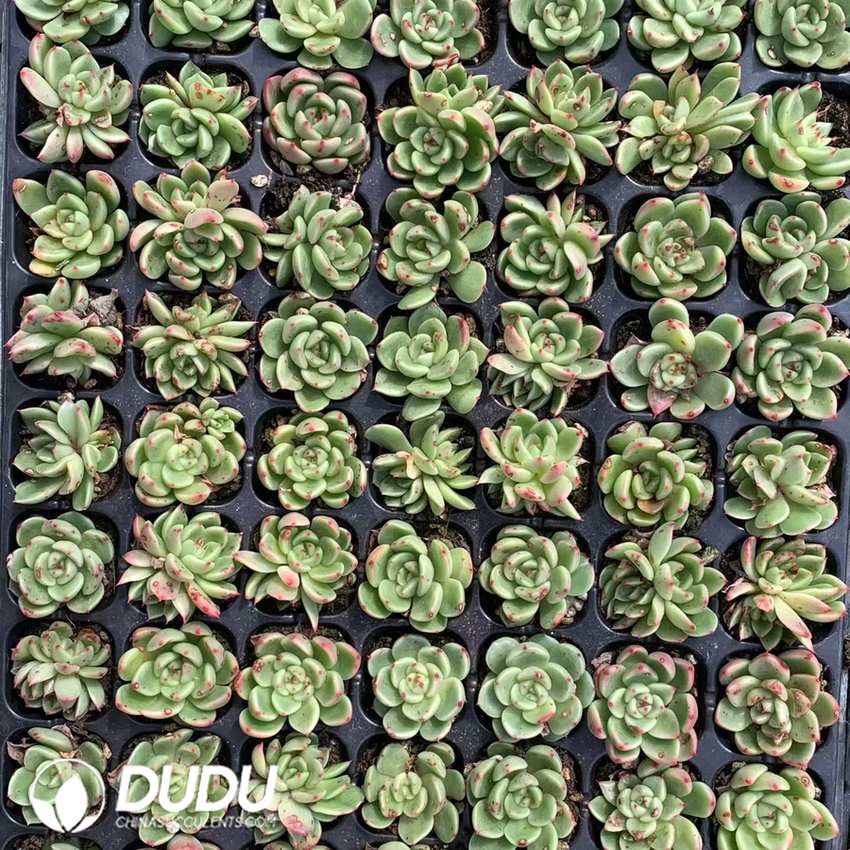 02099D30.jpg 105Pcs Echeveria Green Cloth Seedlings - 画像 (1)