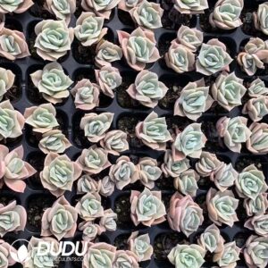 Echeveria Dare Devil｜多肉植物卸売｜DUDU Succulents