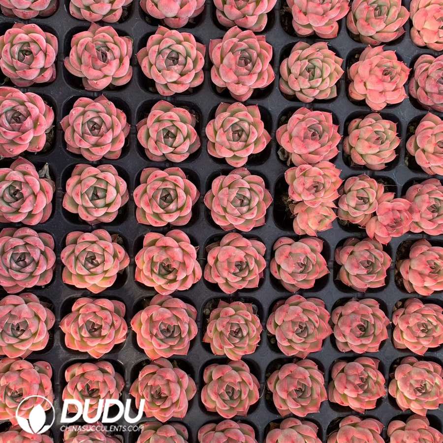 02132D30.jpg 105Pcs Echeveria pink crystal Seedlings - 画像 (1)
