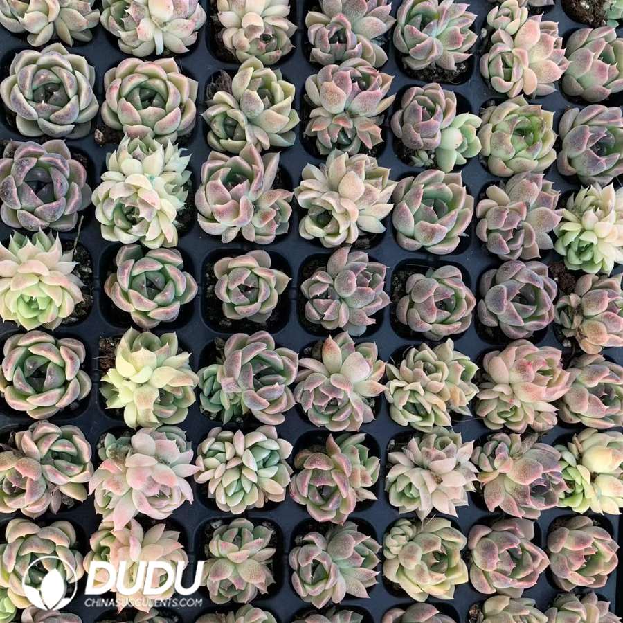 02133D30.jpg 105Pcs Echeveria Amethyst SP Seedlings - 画像 (1)