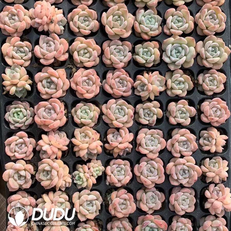 02140D30.jpg 105Pcs Echeveria Yangshan snow Seedlings - 画像 (1)