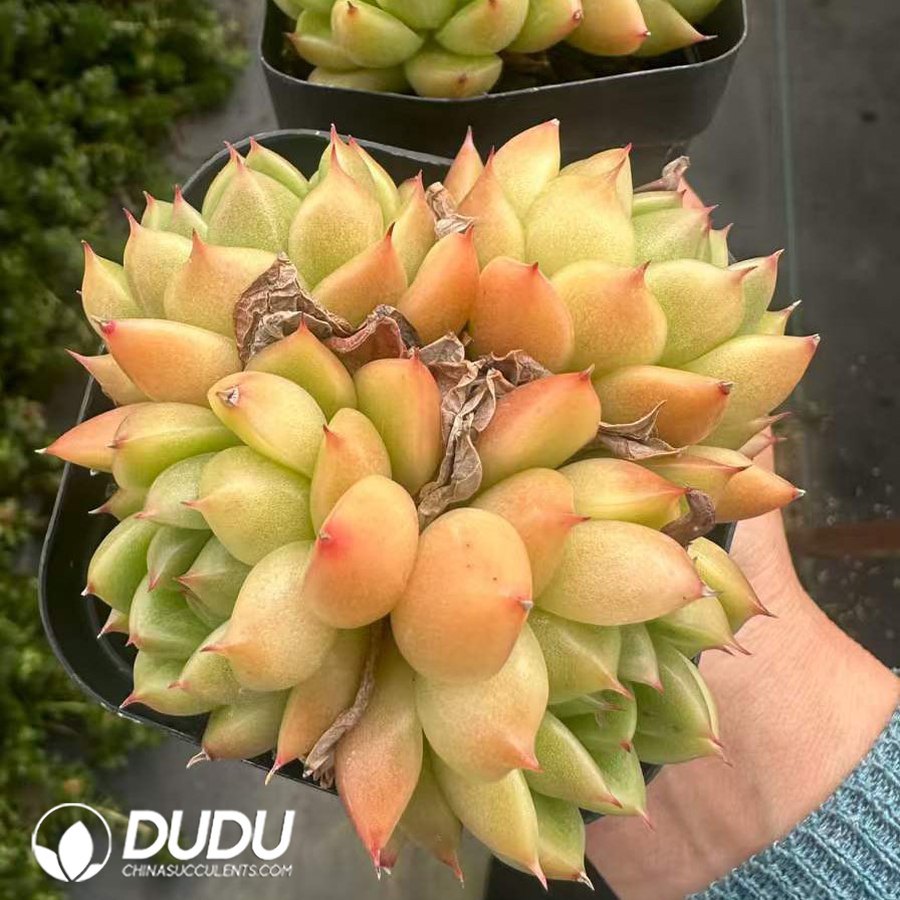 02217D70.jpg Echeveria Sunny Sky Clustering - 画像 (1)