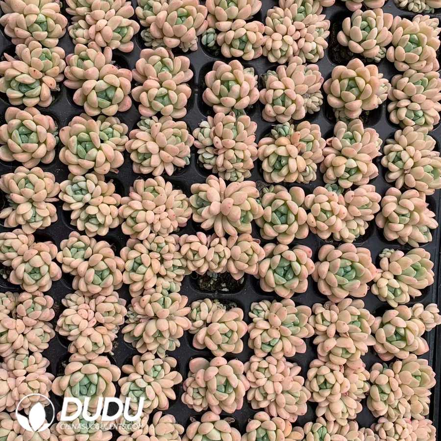 02889D30.jpg 105pcs Echeveria Jade Ring Seedlings - 画像 (1)