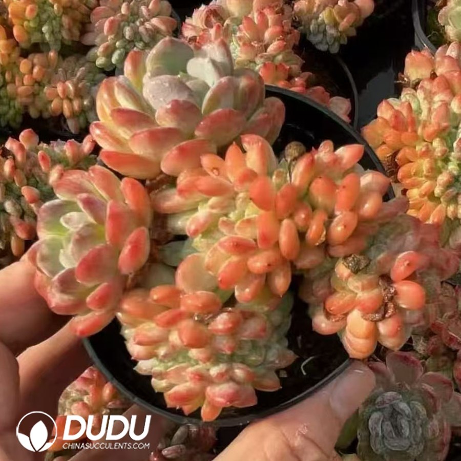 03481D70.jpg Echeveria Pink Jenny Cristata - 画像 (1)