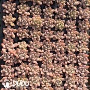 105pcs Echeveria White Madiba Seedlings｜多肉植物卸売｜DUDU Succulents