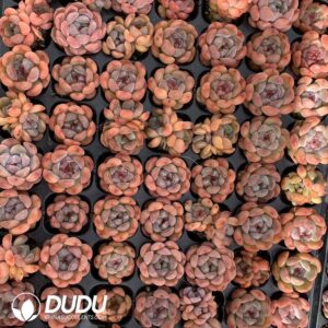 105pcs Echeveria AK Maria Seedlings｜多肉植物卸売｜DUDU Succulents