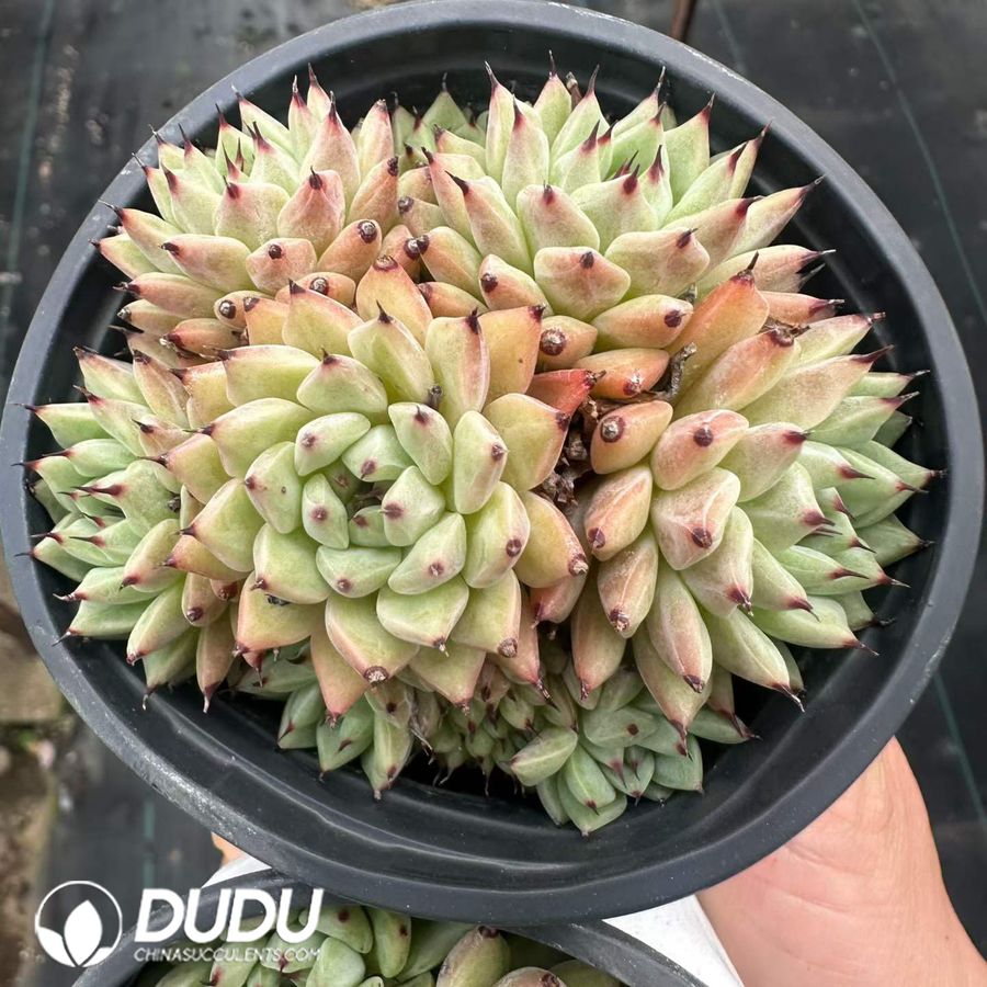 04152D90.jpg Echeveria Cuspidata var. Zaragozae Clustering - 画像 (1)