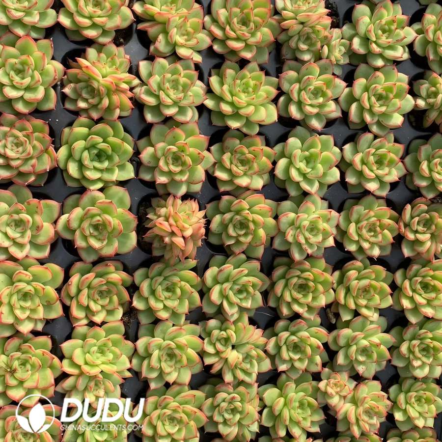 08880D30.jpg 105pcs Echeveria Glitter Seedlings - 画像 (1)