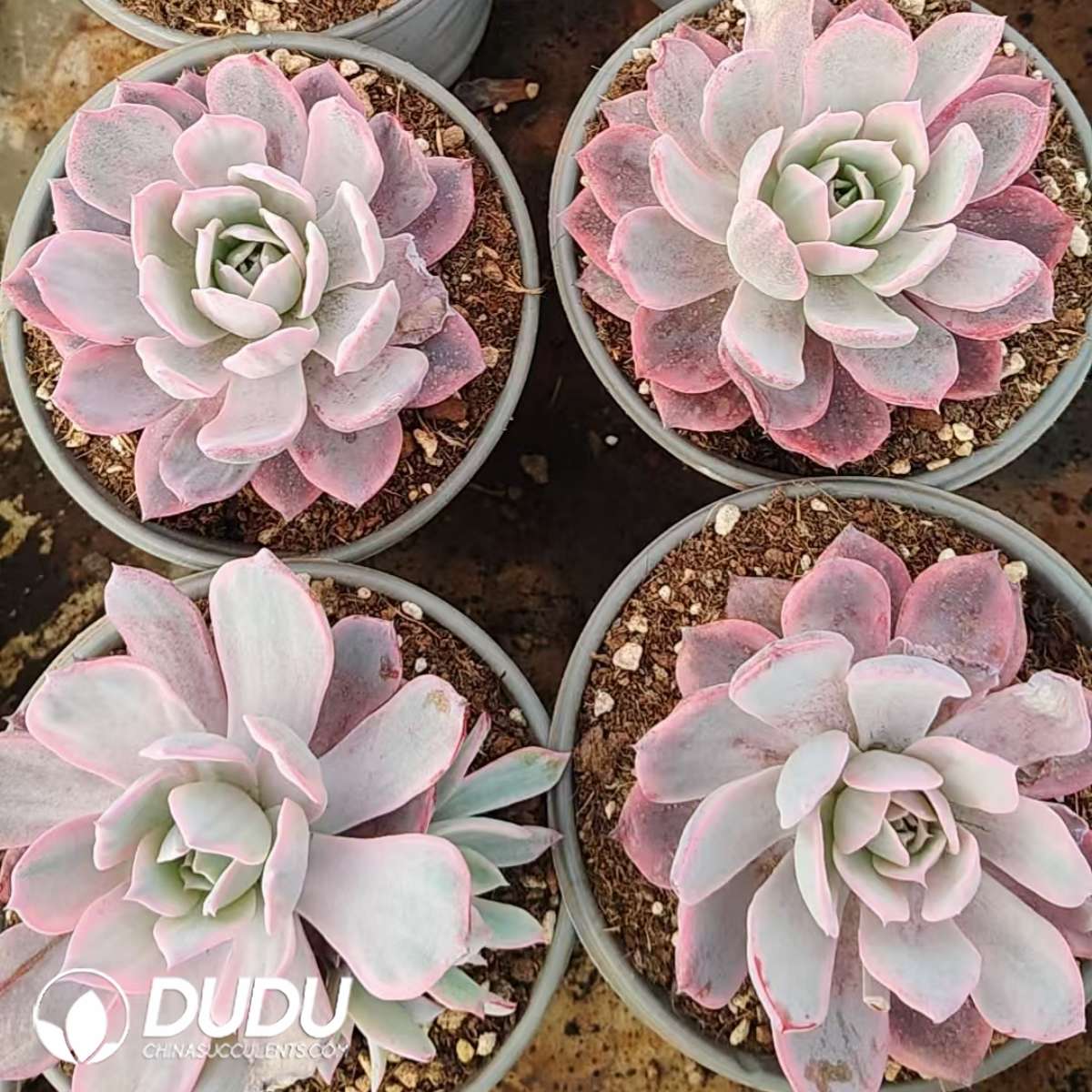09886D120201.jpg Echeveria Laulensis Variegated - 画像 (1)